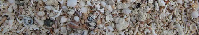 shells