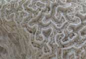 braincoral