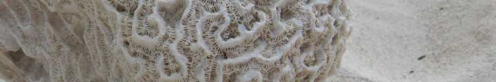 braincoral